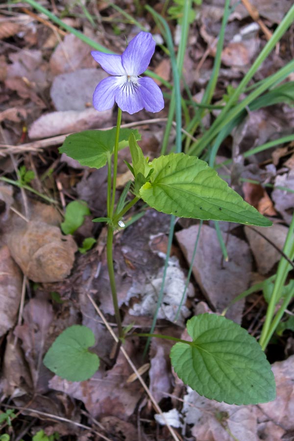 Viola canina / Viola selvatica